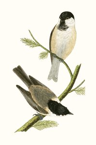 Sýkora severní, ilustrace z „Historie ptáků Evropy nepozorovaných na Britských ostrovech“ od Charlese Roberta Bree (1811-86), vydáno 1867 od English School