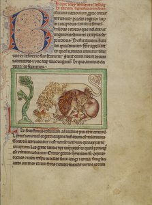 Northumberland Bestiary, cca 1250-60 (barevné lazury a inkoust na pergamenu) od English School