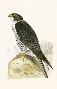 Norský Jer-Falcon, ilustrace z „Historie ptáků Evropy nepozorovaných na Britských ostrovech“ od Charlese Roberta Bree (1811-86), vydáno 1867