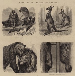 Poznámky v zoologické zahradě (rytina) od English School
