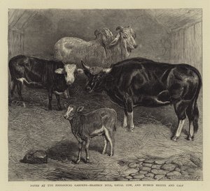 Poznámky v zoologické zahradě, Brahmin Bull, Gayal Cow a Hybrid Heifer and Calf (rytina) od English School