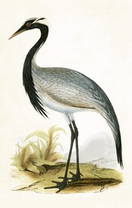 Numidský jeřáb, ilustrace z „Historie ptáků Evropy, která nebyla pozorována na Britských ostrovech“ od Charlese Roberta Bree (1811-86), vydáno 1867 od English School