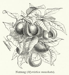 Muškátový oříšek (Myristica moschata) (rytina) od English School