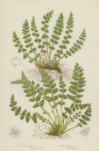 Woodsia podlouhlá, Woodsia okrouhlolistá (barevná litografie) od English School