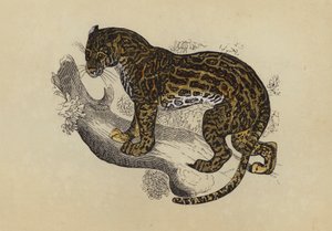 Ocelot (barevná litografie) od English School