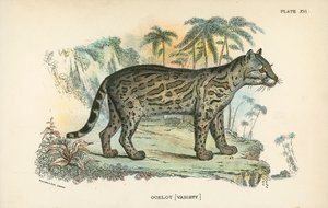 Ocelot [odrůda] od English School