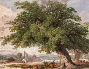 Old Oak by the Wayside, Surrey (barva lito) od English School