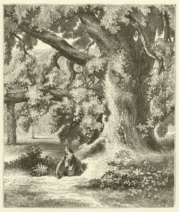 Starý ořešák v Mentmore (rytina) od English School