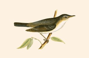 Olive Tree Warbler, ilustrace z knihy „Historie ptáků Evropy nepozorovaných na Britských ostrovech“ od Charlese Roberta Bree (1811-86), vydáno 1867 od English School