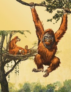 Orangutani od English School