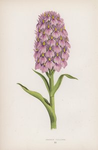 Orchis Foliosa (barva lito) od English School