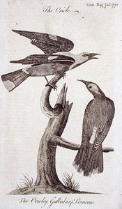 Oriole, z 