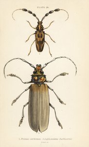 Orthomegas cinnamomeus Prionus corticinus 1 a Batus barbicornis, Lophonocerus barbicornis 2 od English School
