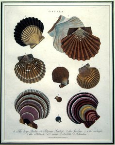Ostrea, ilustrace z 