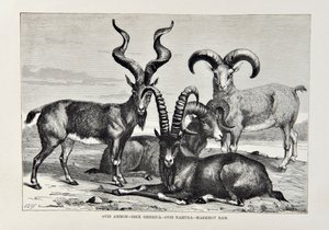 Ovis Ammon - Ibex Siberica - Ovis Nabura - Markhov Beran, ilustrace z knihy Elisee Reclusa The Universal Geography, the Earth and its inhabitants, vydané v roce 1878. od English School