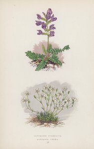 Oxytropis pyrenaica; Arenaria Verna (barevná litografie) od English School
