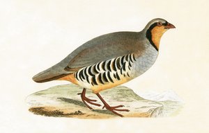 P Graeca, Var, ilustrace z „Historie ptáků Evropy nepozorovaných na Britských ostrovech“ od Charlese Roberta Bree (1811-86), vydáno 1867