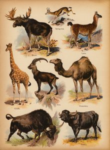 Stránka z The Little Folks’ Picture Natural History, c 1900 (chromolitho) od English School