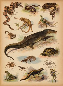 Stránka z The Little Folks’ Picture Natural History, c 1900 (chromolitho) od English School