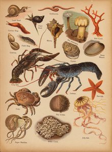 Stránka z The Little Folks’ Picture Natural History, c 1900 (chromolitho) od English School