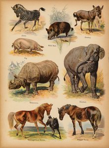 Stránka z The Little Folks’ Picture Natural History, c 1900 (chromolitho) od English School