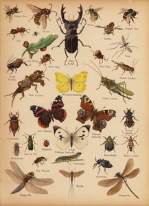 Stránka z The Little Folks’ Picture Natural History, c 1900 (chromolitho) od English School