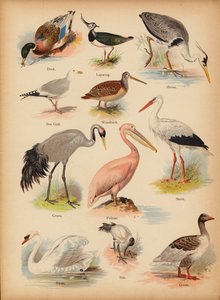 Stránka z The Little Folks’ Picture Natural History, c 1900 (chromolitho) od English School