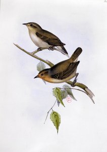 Pár Certhidea Olivacea, ilustrace z The Zoology of the Voyage of H.M.S. Bígl, 1832-36, Charles Darwin (1809-92), 1840 od English School