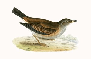 Bledý drozd, ilustrace z „Historie ptáků Evropy nepozorovaných na Britských ostrovech“ od Charlese Roberta Bree (1811-86), vydáno 1867 od English School