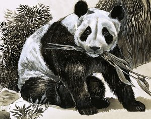 Panda od English School