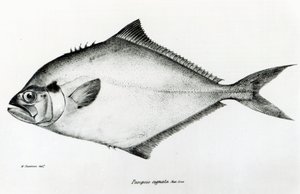 Paropsis Signata, deska 13 z „Zoologie plavby H.M.S Beagle, 1832-36“ od Charlese Darwina od English School
