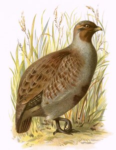 Koroptev
