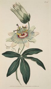 Passiflora Coerulea Mučenka obecná, hospoda. 1786 ručně kolorovaná rytina. od English School