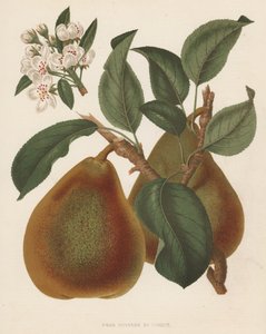 Pear Doyenne du Comice (barevná litografie) od English School