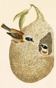 Penduline Tit, ilustrace z „Historie ptáků Evropy nepozorovaných na Britských ostrovech“ od Charlese Roberta Bree (1811-86), vydáno 1867 od English School