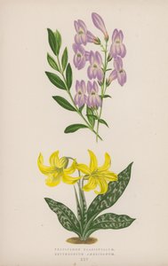 Pentstemon Crassifolium; americké erythronium (barevné litho) od English School
