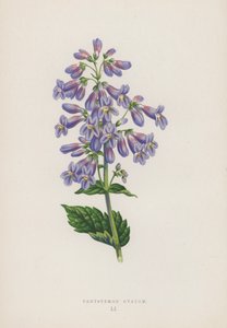 Pentstemon Ovatum (barevná litografie) od English School