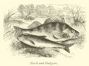 Okoun a Gudgeon od English School
