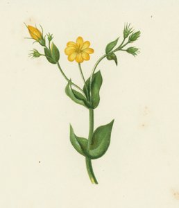Perfoliate Yellow Wort, Chlora Perfoliata (barva lito) od English School