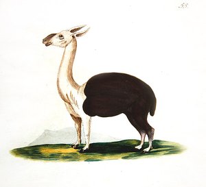 Peruánské guanako, cca 1810 (akvarel na papíře) od English School