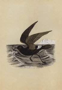 Petrel (barevná litografie) od English School