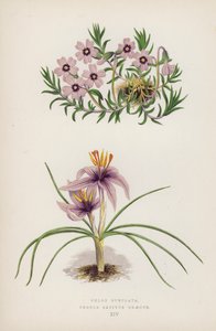 Phlox Subulata; Crocus sativus Greecus (barva lito) od English School
