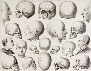 Frenologická ilustrace znázorňující psychologické vztahy mozku z tisku z 19. století od English School