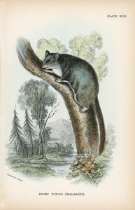 Pigmy Flying-Phalanger od English School