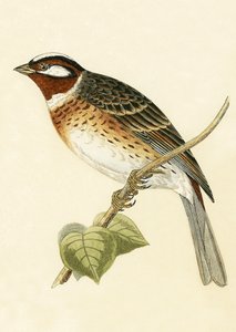 Borovicový strnad, ilustrace z „Historie ptáků Evropy nepozorovaných na Britských ostrovech“ od Charlese Roberta Bree (1811-86), vydáno 1867 od English School