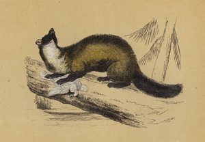 Pine Marten (barevná litografie) od English School