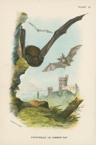 Pipistrelle nebo netopýr obecný od English School