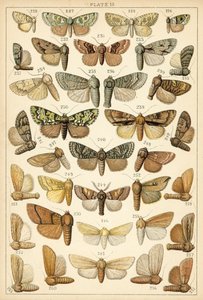 Talíř z motýlů a můr naší země (chromolitho) od English School