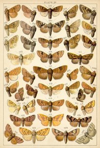 Talíř z motýlů a můr naší země (chromolitho) od English School