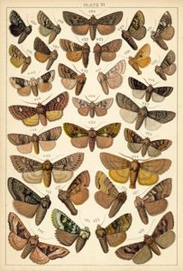 Talíř z motýlů a můr naší země (chromolitho) od English School